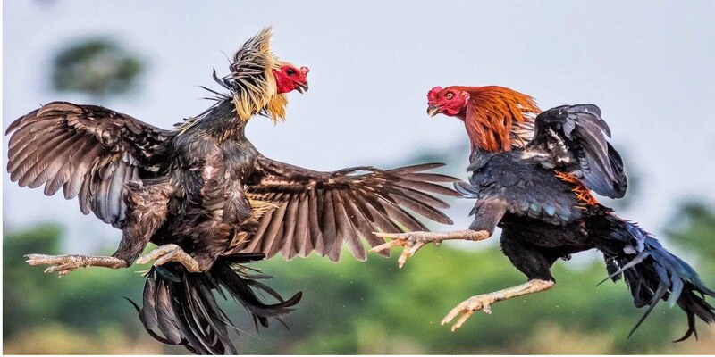 Sơ lược về sảnh đá gà của nhà cái DAGA