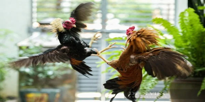 Lý do nên tham gia cá cược đá gà tại nhà cái DAGA
