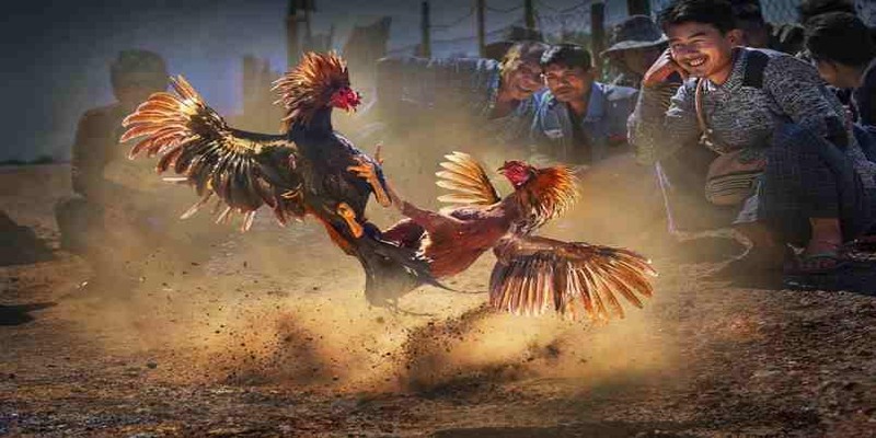 Lý do nên trải nghiệm Daga 67