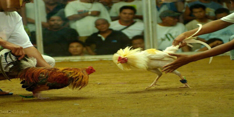 Quy trình tham gia daga trực tiếp C3